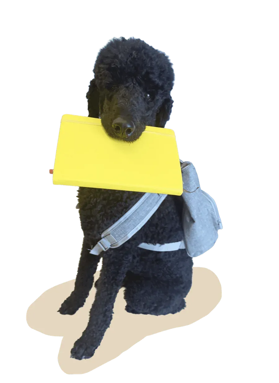 Siegfried, a black standard poodle wearing a gray backpack, holding a yellow notebook in his mouth — ready for class
