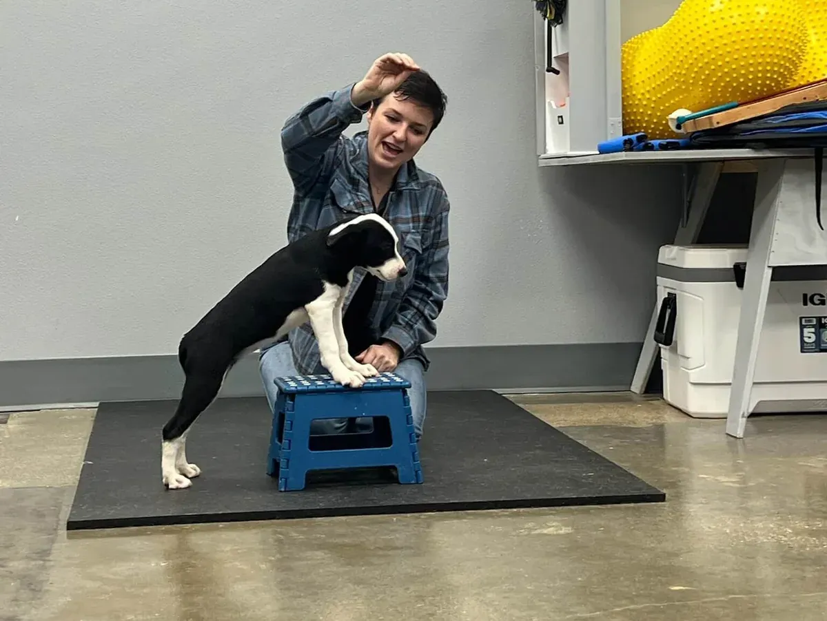 A Leash & Teach trainer guiding a young puppy onto a step stool during a lesson